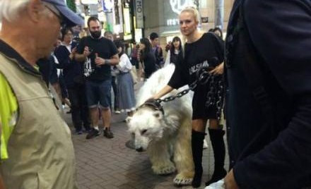 Chú gấu có vẻ rất ngoan ngoãn, được cô chủ người Nga xích bằng xích sắt. Ban đầu chú gấu tỏ ra sợ hãi, hoảng loạn nhưng khi được cô chủ khống chế, chú lại tỏ ra ngoan ngoãn và ung dung di chuyển trên phố.