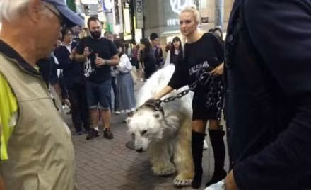 Chú gấu có vẻ rất ngoan ngoãn, được cô chủ người Nga xích bằng xích sắt. Ban đầu chú gấu tỏ ra sợ hãi, hoảng loạn nhưng khi được cô chủ khống chế, chú lại tỏ ra ngoan ngoãn và ung dung di chuyển trên phố.