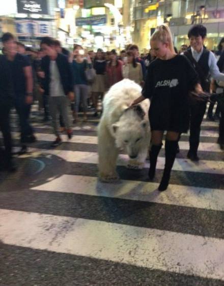 Sự xuất hiện của cô gái trẻ và chú gấu Bắc Cực thu hút đám đông trên phố hiếu kỳ theo dõi. Nhiều người chạy theo, dùng điện thoại quay, chụp lại hình ảnh "hiếm có" này.