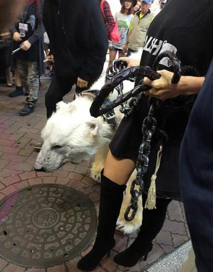 Không chỉ hấp dẫn nhiều người xem, những hình ảnh này còn châm ngòi một cuộc tranh cãi gay gắt trên mạng. Nhiều người nghi ngờ chú gấu Bắc Cực này là "hàng giả", một số lại chỉ trích cô gái này đã bạo hành động vật quý hiếm vì gấu Bắc Cực chỉ quen sống ở vùng giá lạnh khó thích nghi được với môi trường khác.