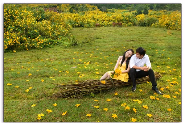 Dã quỳ rất dễ mọc, mùa này dã quỳ phủ vàng các ngọn đồi ở Đà Lạt, tạo nên một khung cảnh lãng mạn tuyệt vời cho những cặp đôi chọn làm bối cảnh ghi hình.