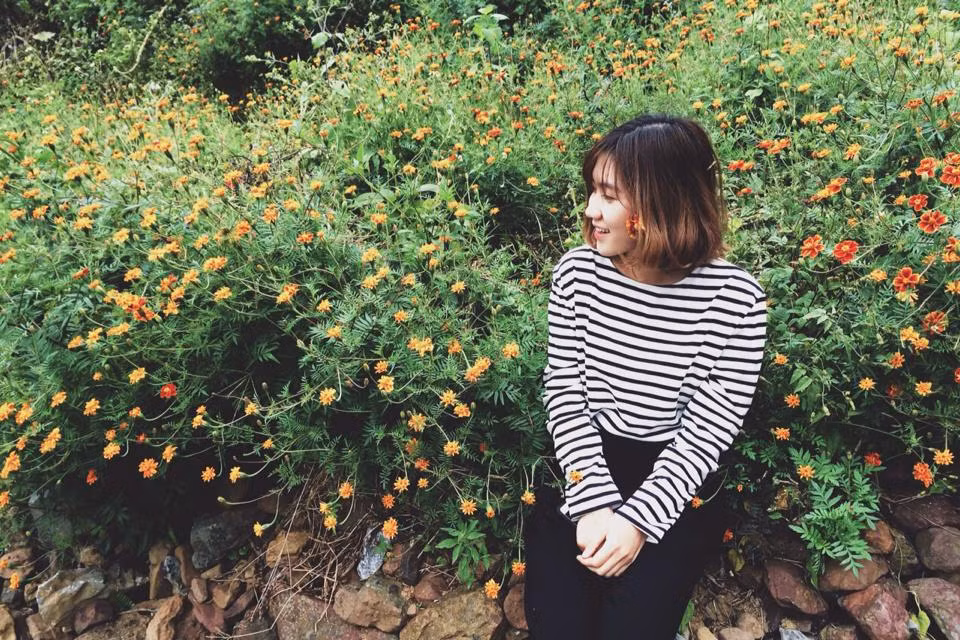 Hoa cúc dại mọc chen cả vào những ruộng ngô, trên những dải đá tai mèo. Hoa tô điểm cho con đường ngoằn ngoèo xuyên núi xuyên rừng, làm nao lòng du khách qua đường.