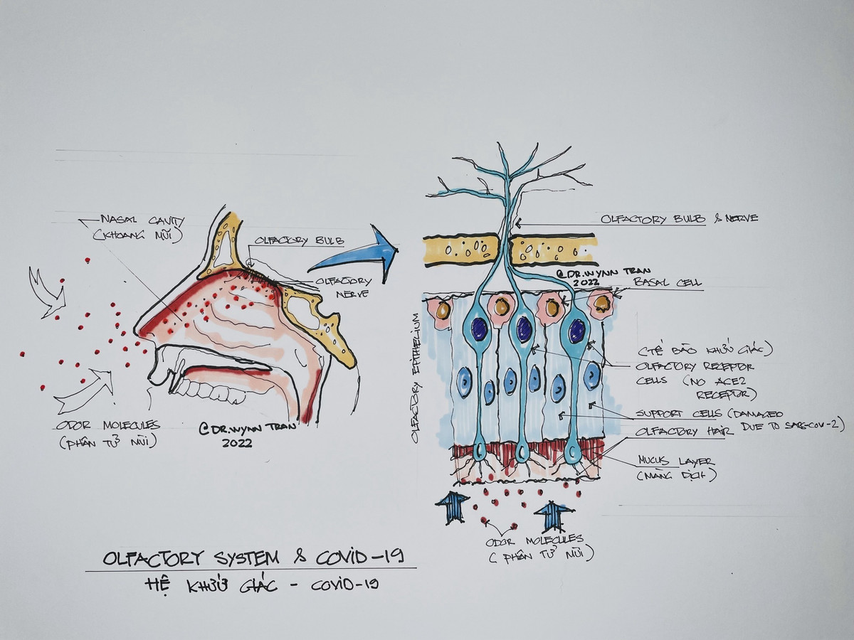 Bác sĩ Mỹ gốc Việt bày cách lấy lại mùi cho bệnh nhân COVID-19 ảnh 2