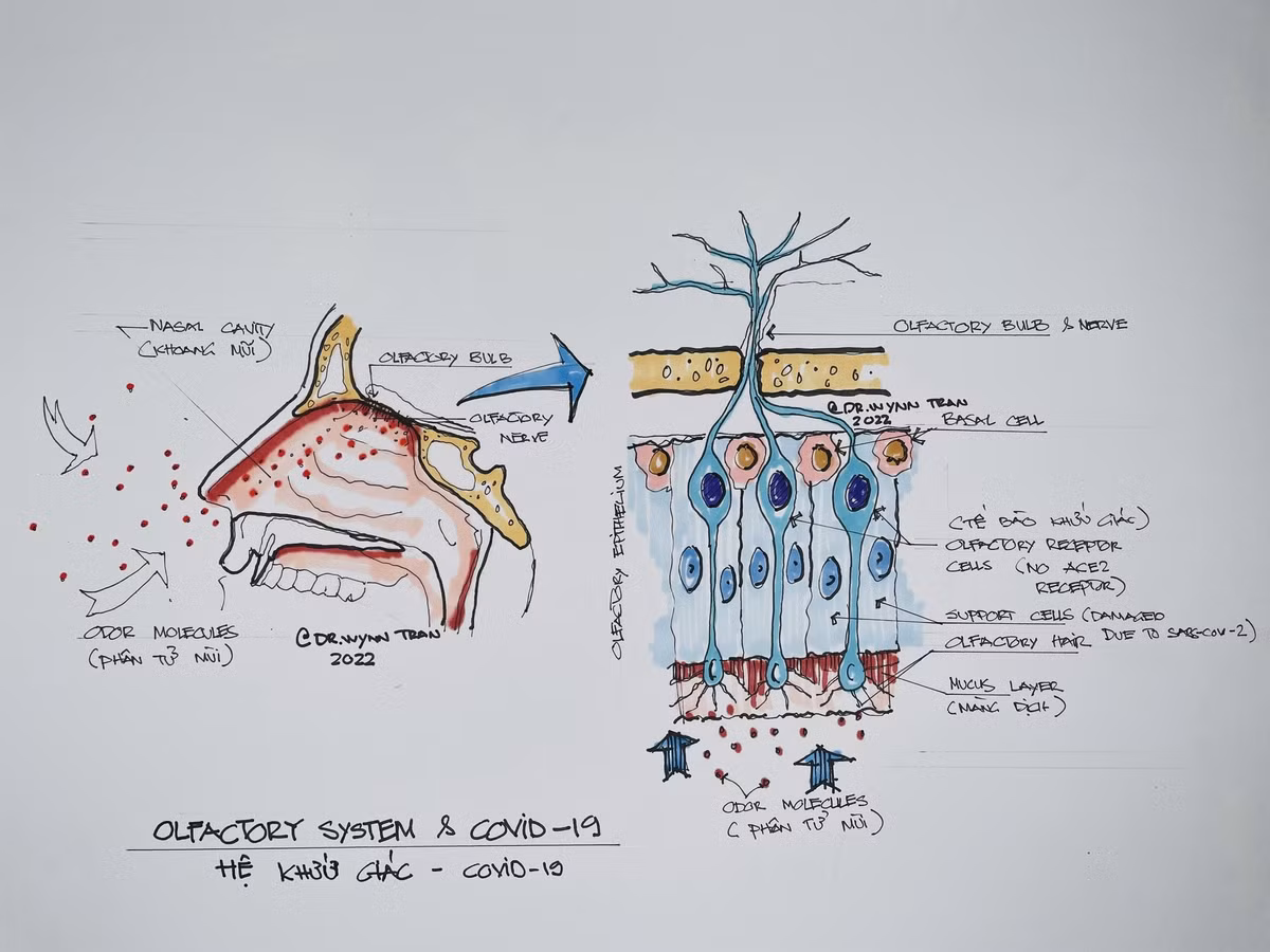 Bác sĩ Mỹ gốc Việt bày cách lấy lại mùi cho bệnh nhân COVID-19 ảnh 2