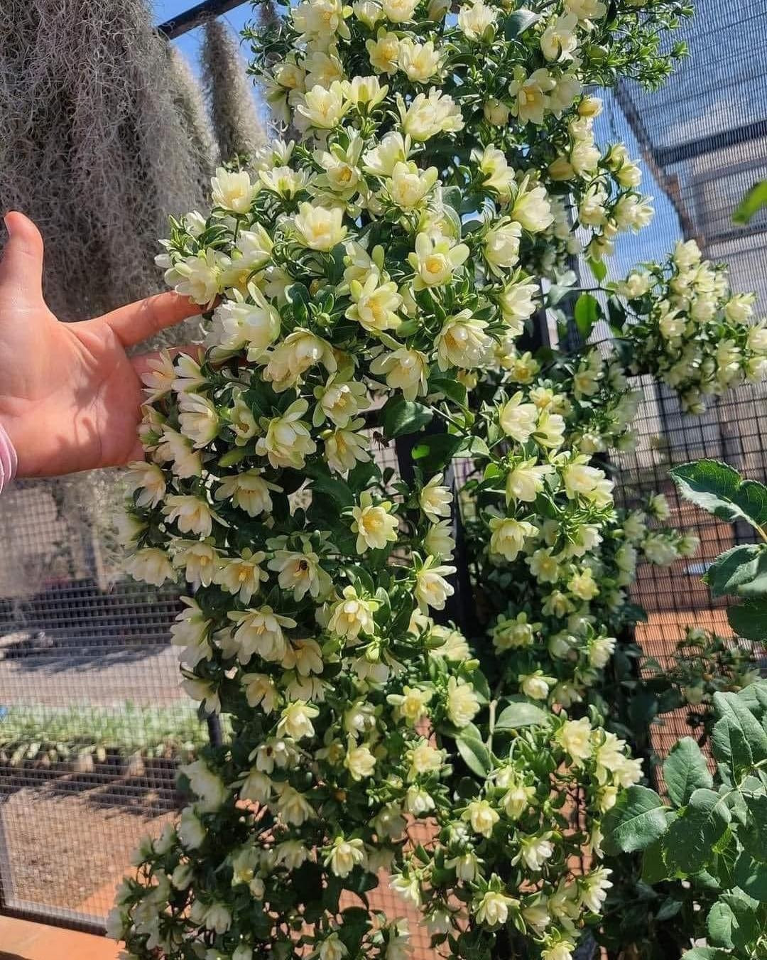 Cay canh “hoa thach song”, gai goc ram rap, hoa long lay-Hinh-4