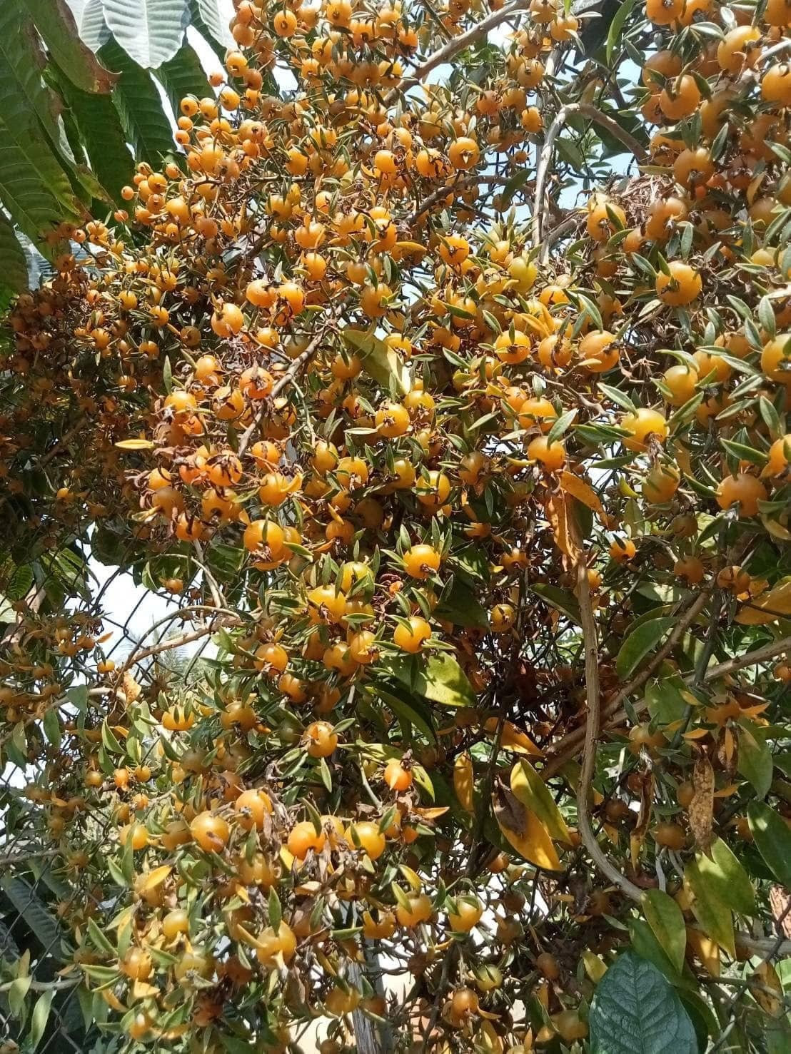 Cay canh “hoa thach song”, gai goc ram rap, hoa long lay-Hinh-5