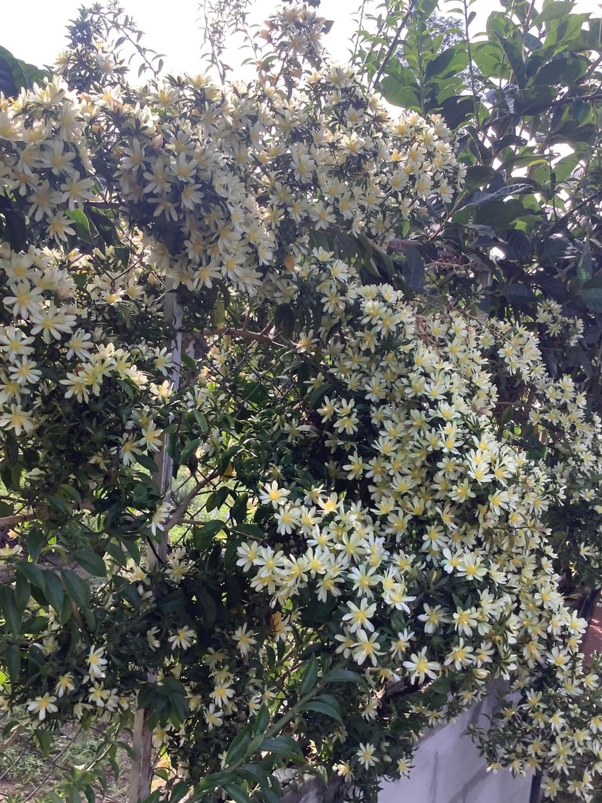 Cay canh “hoa thach song”, gai goc ram rap, hoa long lay-Hinh-7