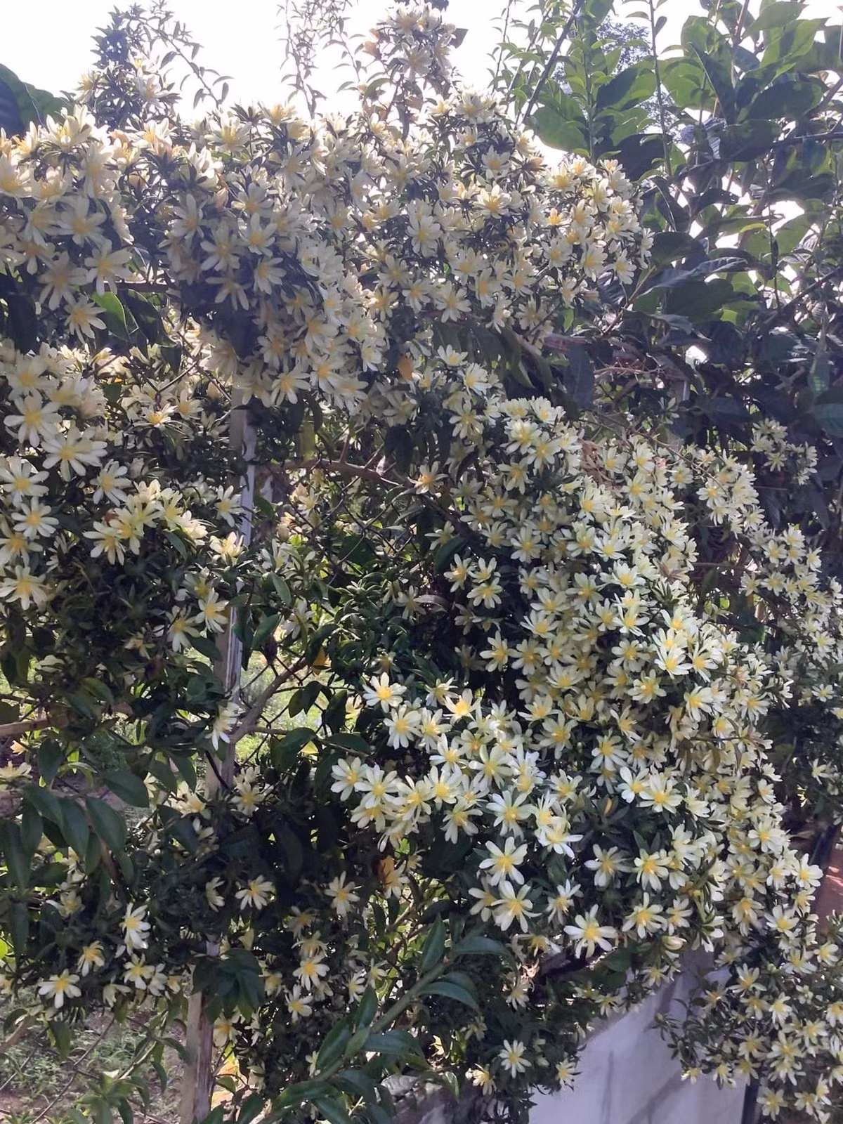 Cay canh “hoa thach song”, gai goc ram rap, hoa long lay-Hinh-7