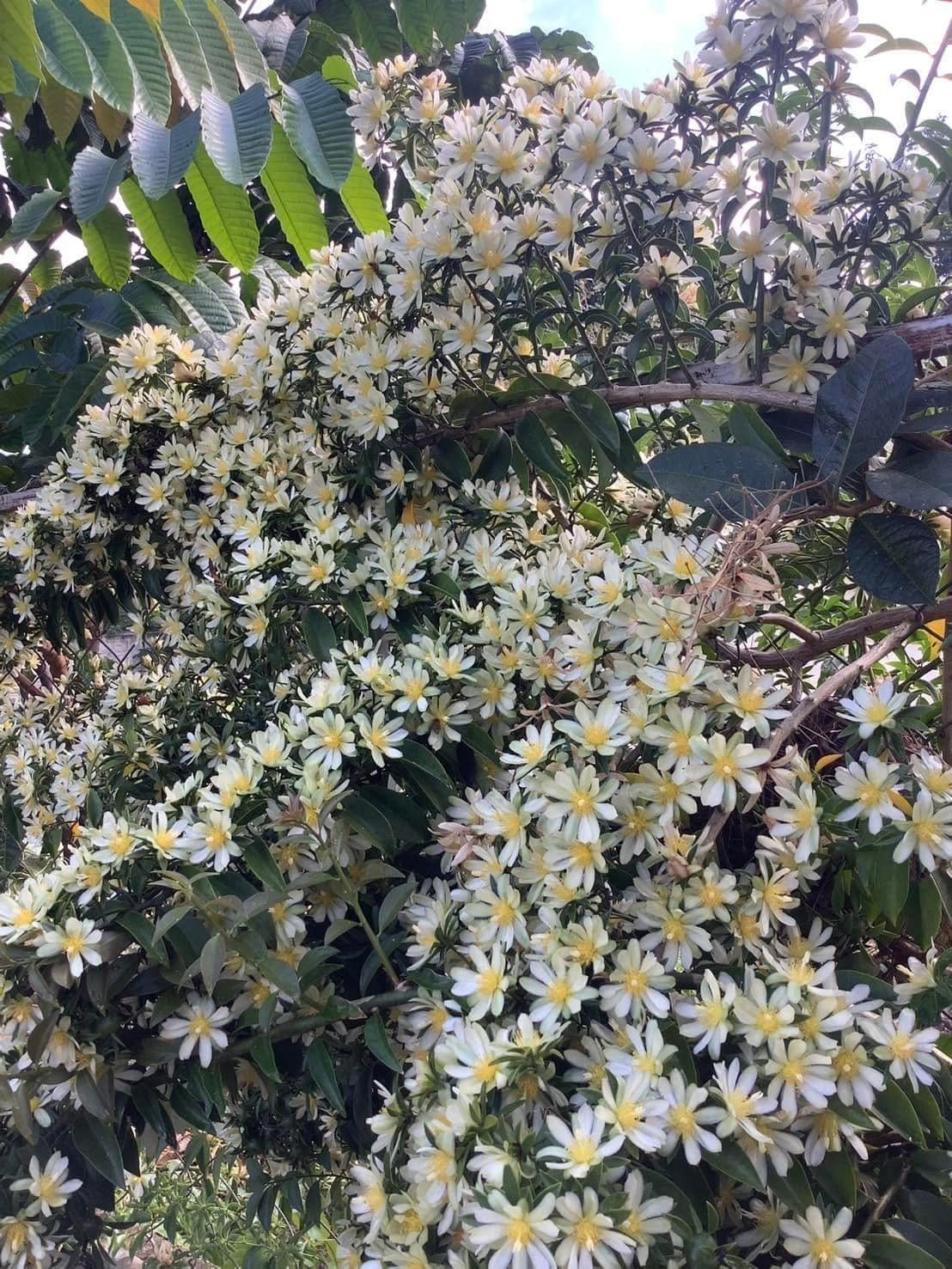 Cay canh “hoa thach song”, gai goc ram rap, hoa long lay-Hinh-3