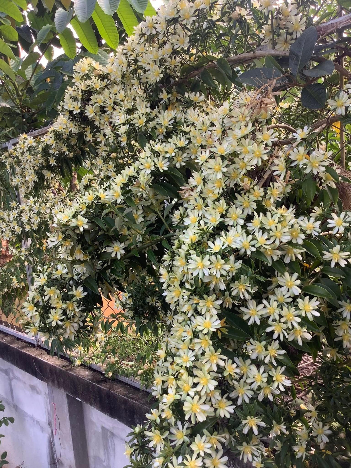 Cay canh “hoa thach song”, gai goc ram rap, hoa long lay-Hinh-2