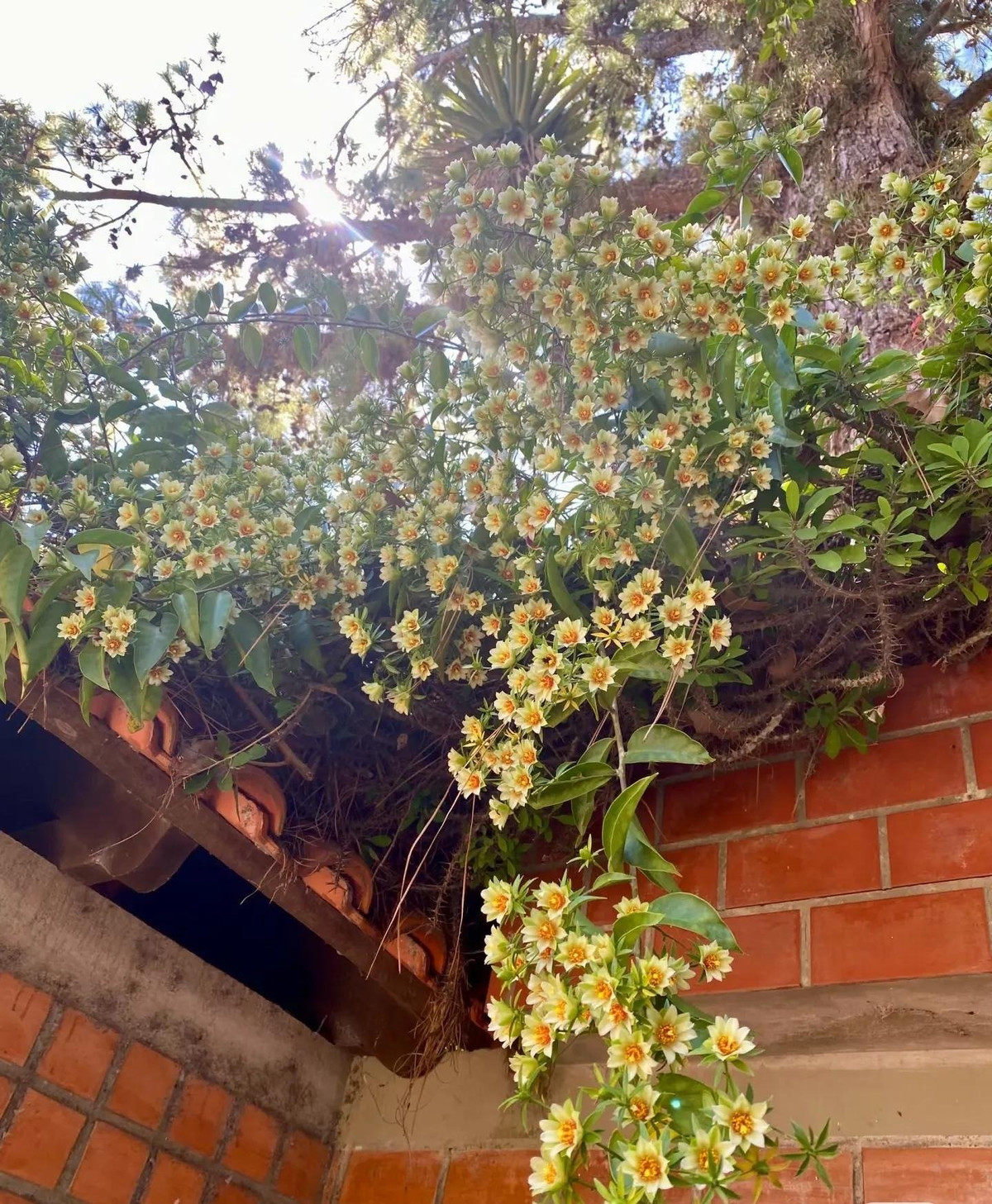 Cay canh “hoa thach song”, gai goc ram rap, hoa long lay