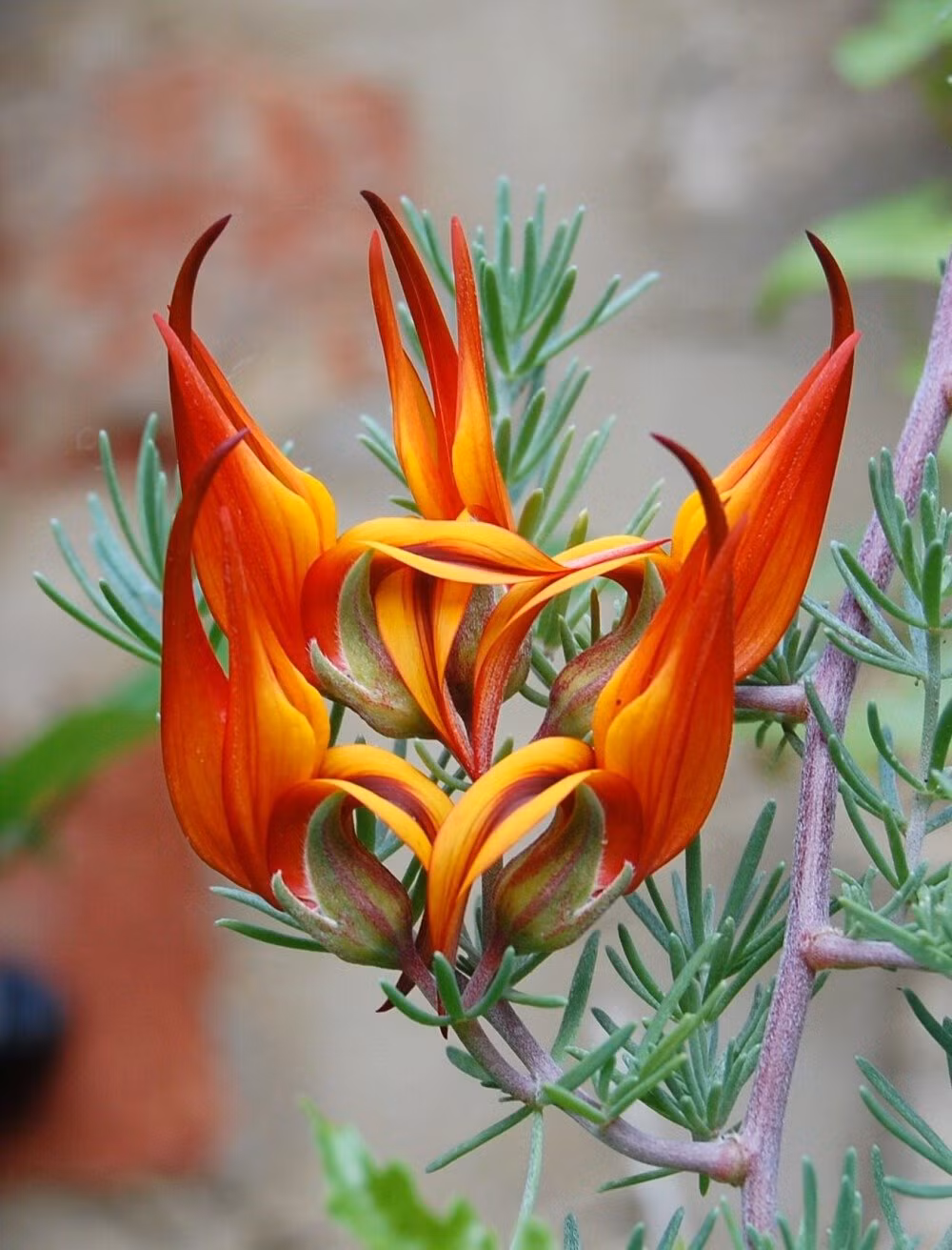 Cây cảnh có thân bò có hình dáng giống như đuôi thú. Ảnh minh họa Toutiao