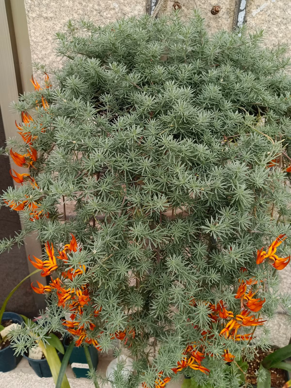 Cây cảnh có thân bò có hình dáng giống như đuôi thú. Ảnh minh họa Toutiao