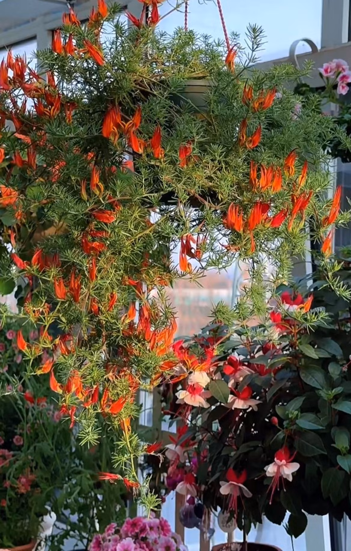 Cây cảnh nở hoa chói mắt này rực rỡ như lửa còn dễ chăm ảnh 11 Cây cảnh nở hoa chói mắt này rực rỡ như lửa còn dễ chăm ảnh 11