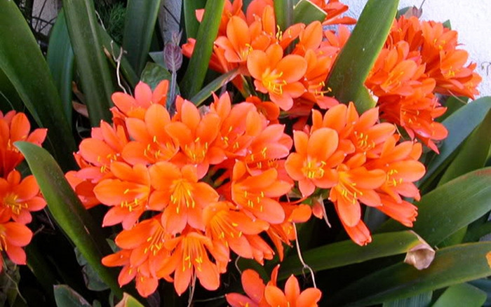  Cây cảnh này được biết đến là chuyên gia trong việc loại bỏ bụi. Chất nhầy trên lá cây có thể hấp thụ bụi, lọc bụi và làm cho không khí trong lành.