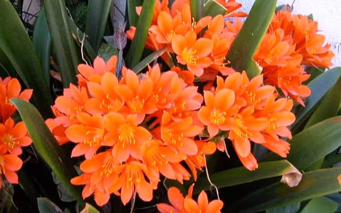  Cây cảnh này được biết đến là chuyên gia trong việc loại bỏ bụi. Chất nhầy trên lá cây có thể hấp thụ bụi, lọc bụi và làm cho không khí trong lành.