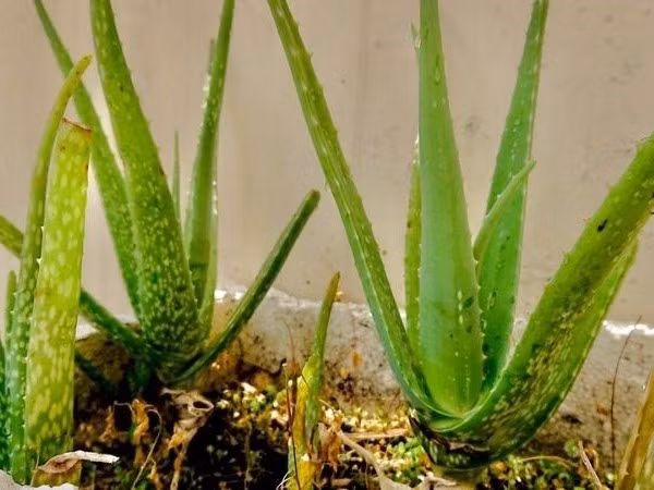  Với những người hiểu biết về cây cảnh, lô hội còn là sứ giả của sức khỏe. Không chỉ có thể sử dụng để ngắm bất cứ lúc nào giúp thư giãn cơ thể và tâm trí mà còn có thể thay đổi môi trường một cách tinh tế, loại bỏ các khí độc hại như formaldehyde và giảm thiểu tác hại cho cơ thể con người.