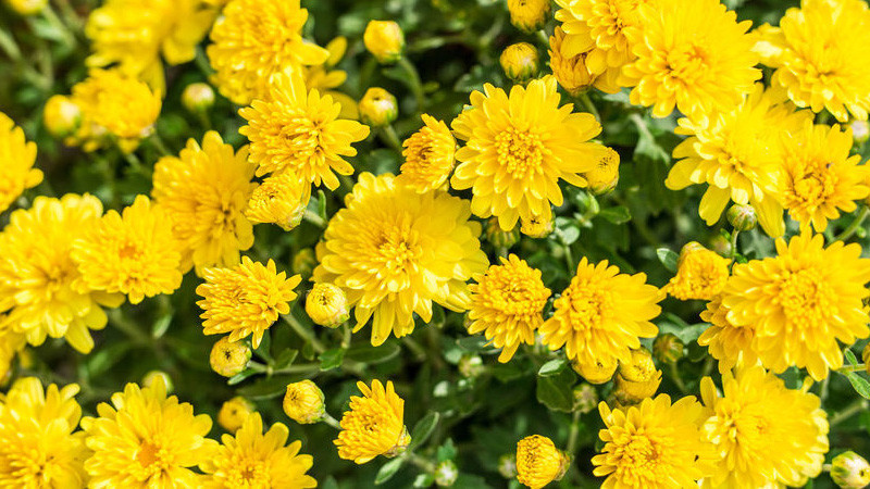 Không chỉ thế, hoa cúc còn là vị thuốc quý, có nhiều tác dụng trong chữa bệnh. Hoa cúc còn có tác dụng thanh nhiệt, giải độc, cải thiện thị lực, hạ huyết áp, có tác dụng làm giảm các triệu chứng như mỏi mắt, cao huyết áp rất tốt.