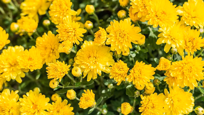 Không chỉ thế, hoa cúc còn là vị thuốc quý, có nhiều tác dụng trong chữa bệnh. Hoa cúc còn có tác dụng thanh nhiệt, giải độc, cải thiện thị lực, hạ huyết áp, có tác dụng làm giảm các triệu chứng như mỏi mắt, cao huyết áp rất tốt.