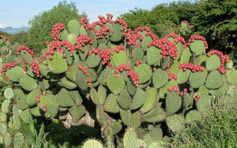 Hơn nữa, cây xương rồng có thể giúp ích cho sức khỏe của bạn theo nhiều cách. Nó không chỉ có thể loại bỏ ô nhiễm và hấp thụ các khí độc hại như formaldehyde, benzen, v.v. mà còn chuyển hóa chúng thành các chất vô trùng, tiết ra chất khử trùng cho thực vật để cải thiện chất lượng không khí một cách hiệu quả.