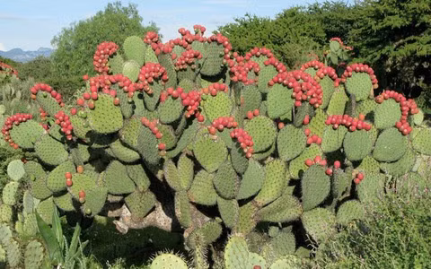 Hơn nữa, cây xương rồng có thể giúp ích cho sức khỏe của bạn theo nhiều cách. Nó không chỉ có thể loại bỏ ô nhiễm và hấp thụ các khí độc hại như formaldehyde, benzen, v.v. mà còn chuyển hóa chúng thành các chất vô trùng, tiết ra chất khử trùng cho thực vật để cải thiện chất lượng không khí một cách hiệu quả.