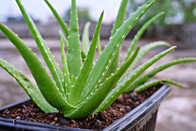 Ngoài ra, sau khi bị muỗi đốt hoặc bị bỏng, bạn cũng có thể bôi nước ép lô hội, vừa mát vừa có tác dụng sát khuẩn, ngăn ngừa nhiễm trùng. Nếu thích làm mặt nạ cũng có thể cắt 1 chiếc lá. Cây cảnh này còn cực kỳ dễ trồng, không hề mất thời gian. 