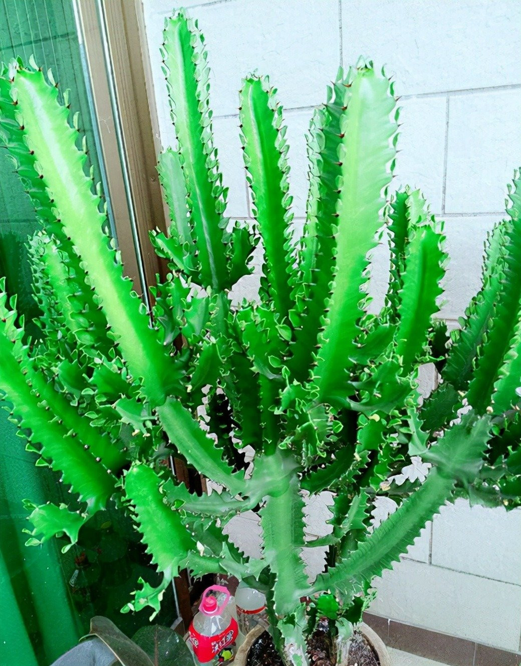 Cây cảnh có thể giải phóng oxy tươi vào ban ngày và ban đêm, và có thể được gọi là thanh oxy ban đêm. Đặt nó trong phòng ngủ cũng có thể giúp cải thiện giấc ngủ.