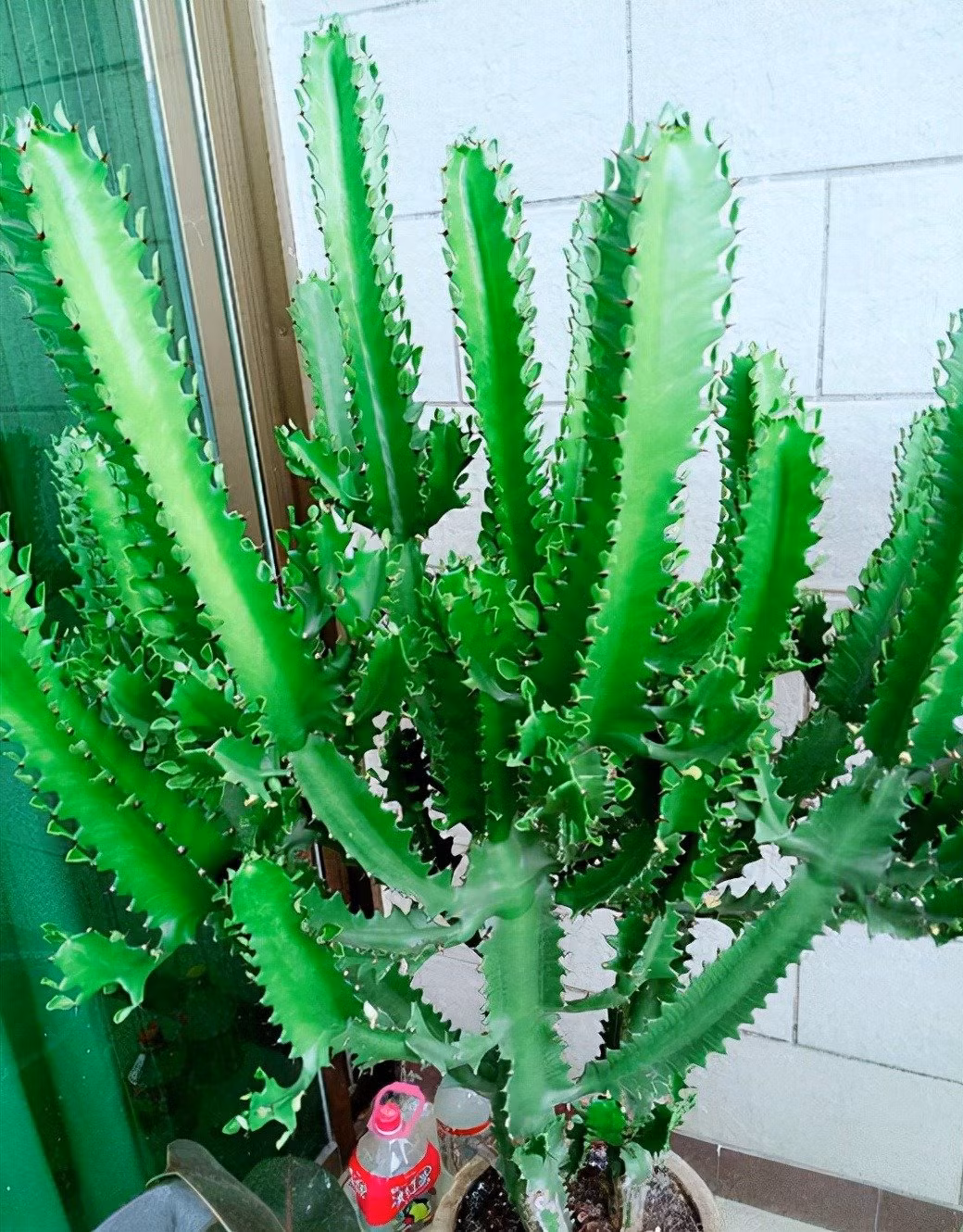 Cây cảnh có thể giải phóng oxy tươi vào ban ngày và ban đêm, và có thể được gọi là thanh oxy ban đêm. Đặt nó trong phòng ngủ cũng có thể giúp cải thiện giấc ngủ.