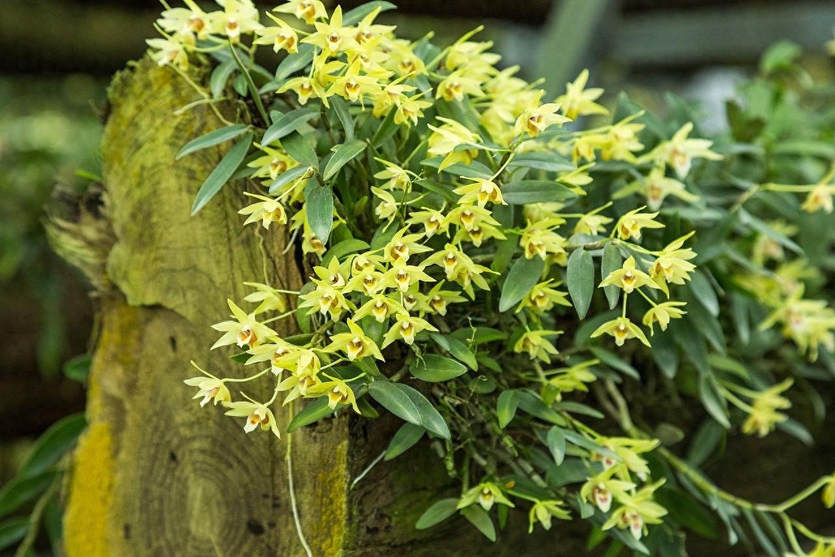 Hoa của Dendrobium lớn hơn các loài hoa lan khác, màu sắc đa dạng từ trắng, vàng, tím, trắng, hồng, đỏ hoặc trắng pha oải hương... Có khi toàn bộ hoa có 1 màu nhưng có khi lại pha trộn nhiều màu khác nhau, nhìn rất đẹp và lộng lẫy, sang trọng.