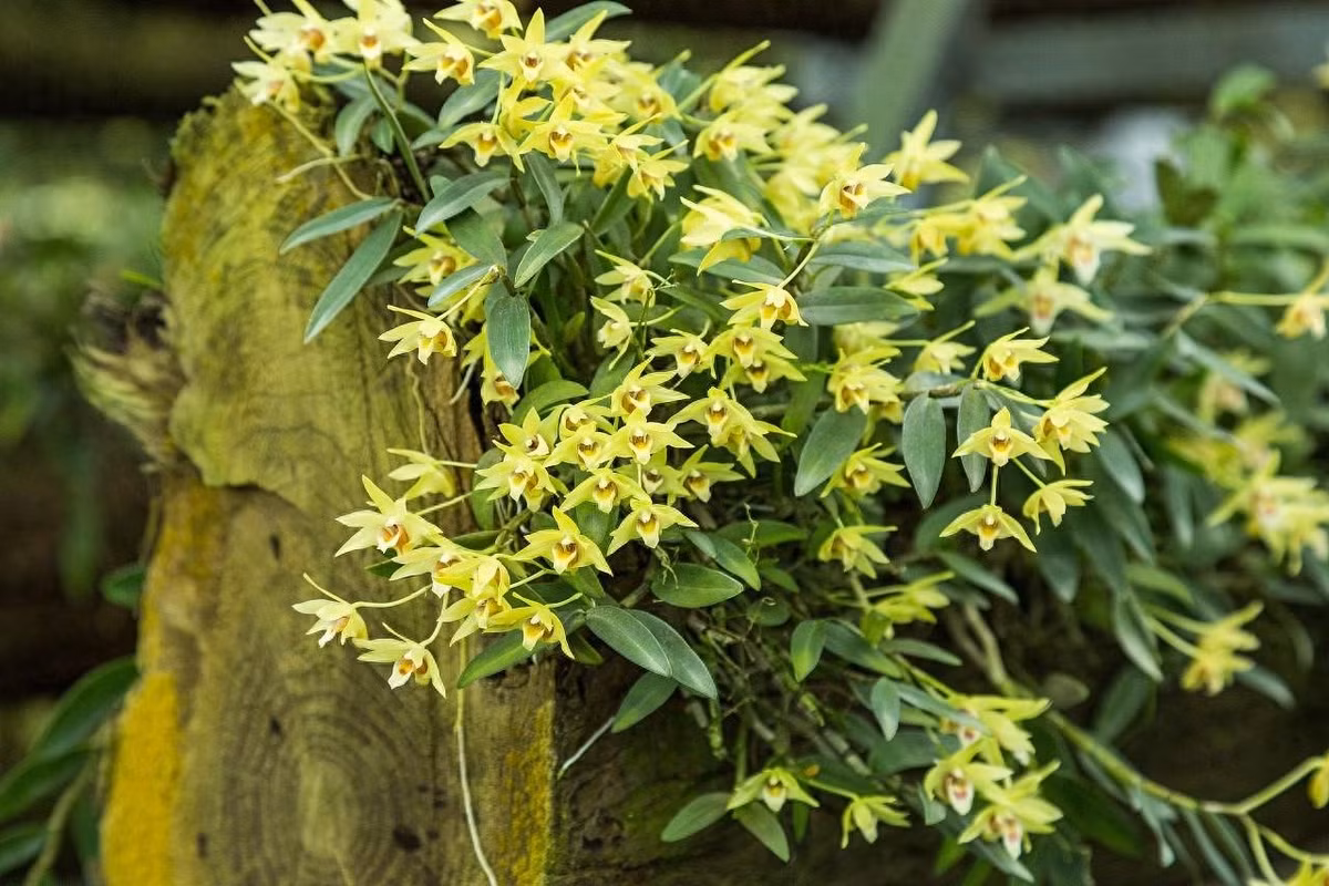 Hoa của Dendrobium lớn hơn các loài hoa lan khác, màu sắc đa dạng từ trắng, vàng, tím, trắng, hồng, đỏ hoặc trắng pha oải hương... Có khi toàn bộ hoa có 1 màu nhưng có khi lại pha trộn nhiều màu khác nhau, nhìn rất đẹp và lộng lẫy, sang trọng.