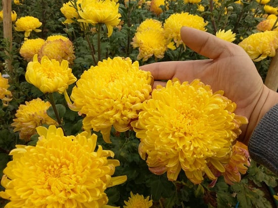  Hương thơm của hoa cúc có thể làm giảm mệt mỏi thị giác và ngăn ngừa cận thị. Đặt một chậu hoa cúc bên cạnh phòng học hoặc nơi làm việc có thể giúp mắt bạn thư giãn.