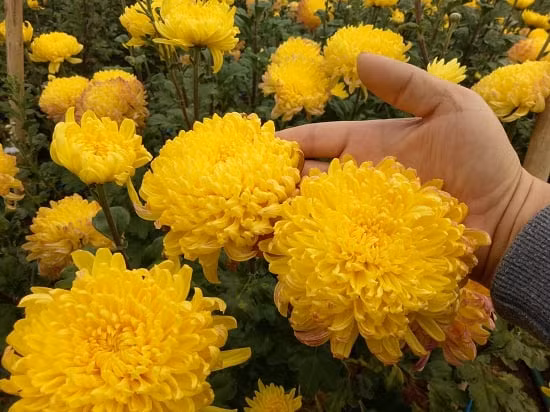  Hương thơm của hoa cúc có thể làm giảm mệt mỏi thị giác và ngăn ngừa cận thị. Đặt một chậu hoa cúc bên cạnh phòng học hoặc nơi làm việc có thể giúp mắt bạn thư giãn.