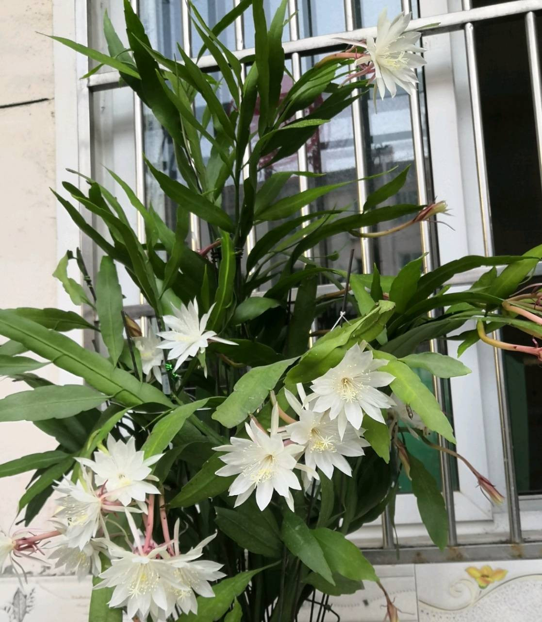 Thời gian ra hoa rất ngắn và thường tàn vào lúc bình minh. Có thể đặt ở phòng khách, ban công hoặc phòng ngủ để làm mới không khí và cải thiện chất lượng giấc ngủ.