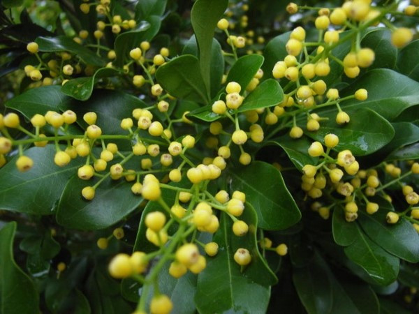 7 cay canh uop huong, no hoa thom nhat mua he-Hinh-3