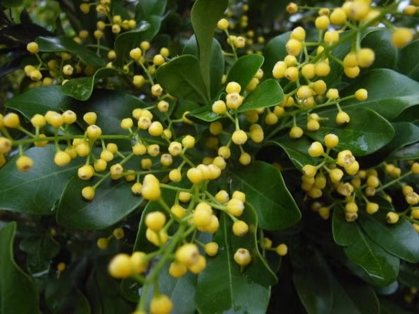 7 cay canh uop huong, no hoa thom nhat mua he-Hinh-3