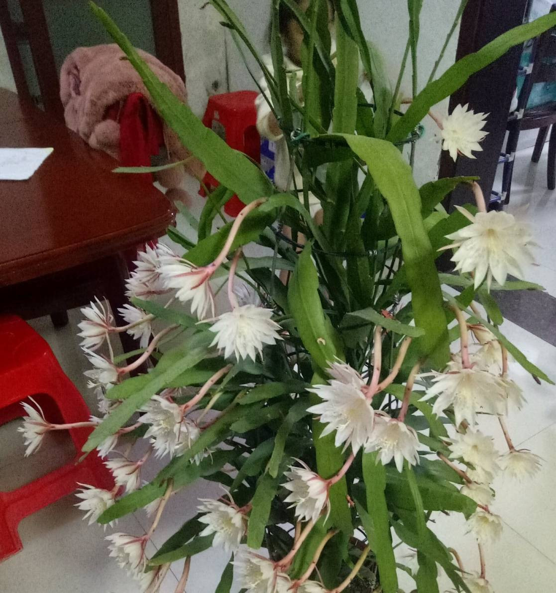 Dạ quỳnh là một loại cây cảnh thuộc họ xương rồng, có khả năng chịu hạn tương đối tốt và dễ trồng. Lá của cây có thân mọng nước, màu xanh đậm và dày.