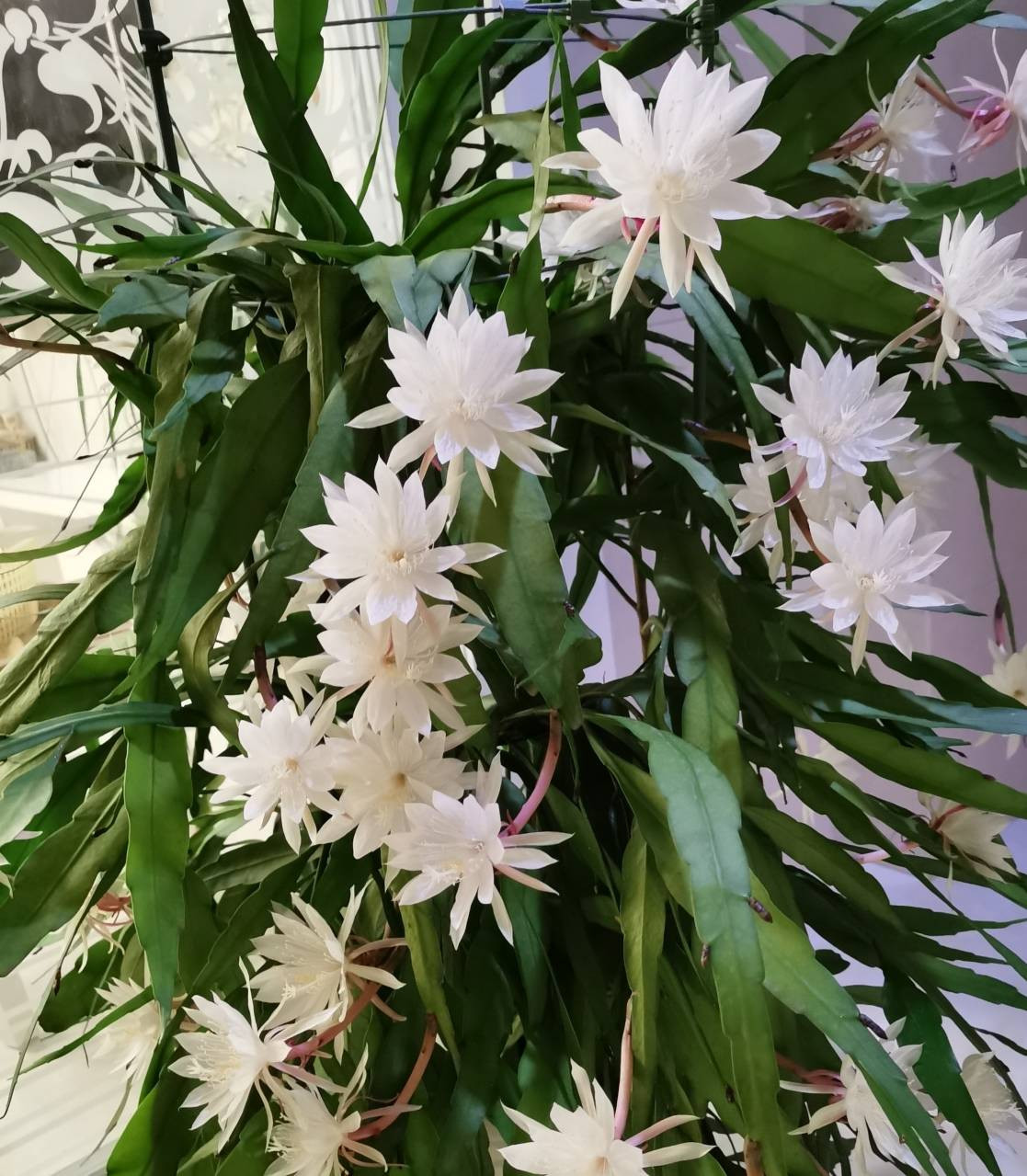  Hoa của nó tươi và trắng, thanh nhã và duyên dáng, tinh tế và đẹp đẽ, đồng thời còn tỏa ra hương thơm nhẹ nhàng và tao nhã, toát lên vẻ đẹp như tiên!