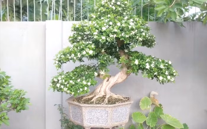  Cây cảnh này có khả năng chịu hạn tương đối tốt và không cần tưới nước thường xuyên. Chỉ cần tuân theo nguyên tắc "không tưới nước trừ khi đất khô, và tưới nước kỹ khi đất khô" và giữ cho đất ẩm.