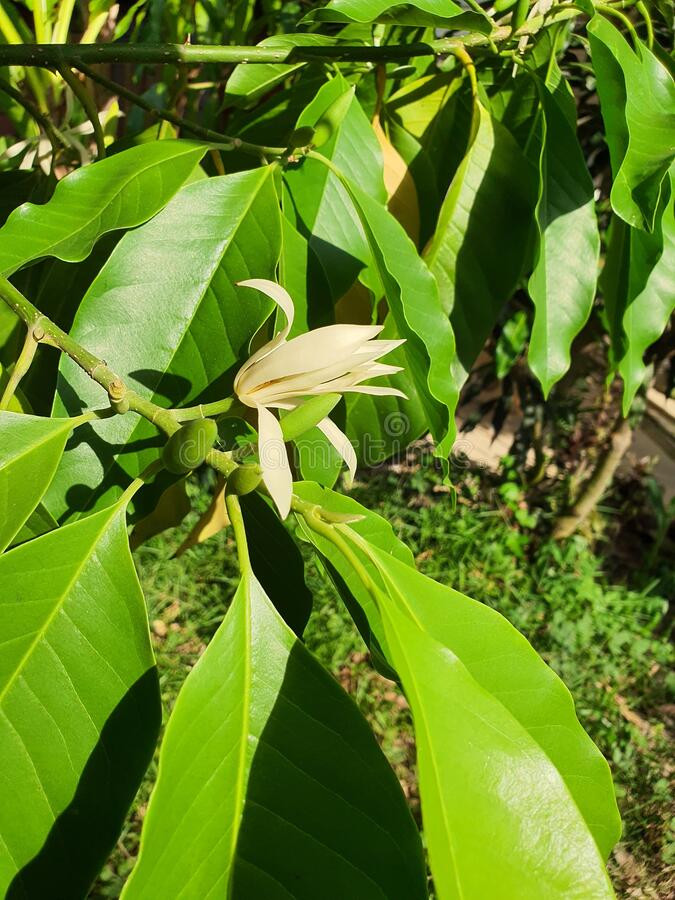  Ngọc lan là một loại cây thường xanh thuộc chi Michelia trong họ Magnoliaceae. Cây cảnh này có dáng cây cao và thẳng đứng, có thể cao tới hơn 10 mét khi được trồng dưới đất.