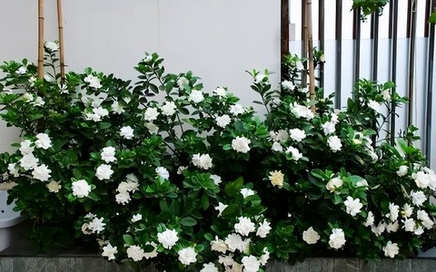 Trồng một vài chậu cây dành dành thơm trong nhà có thể hấp thụ các khí độc hại như lưu huỳnh đioxit trong không khí, làm trong lành không khí và có lợi cho sức khỏe của gia đình bạn. 