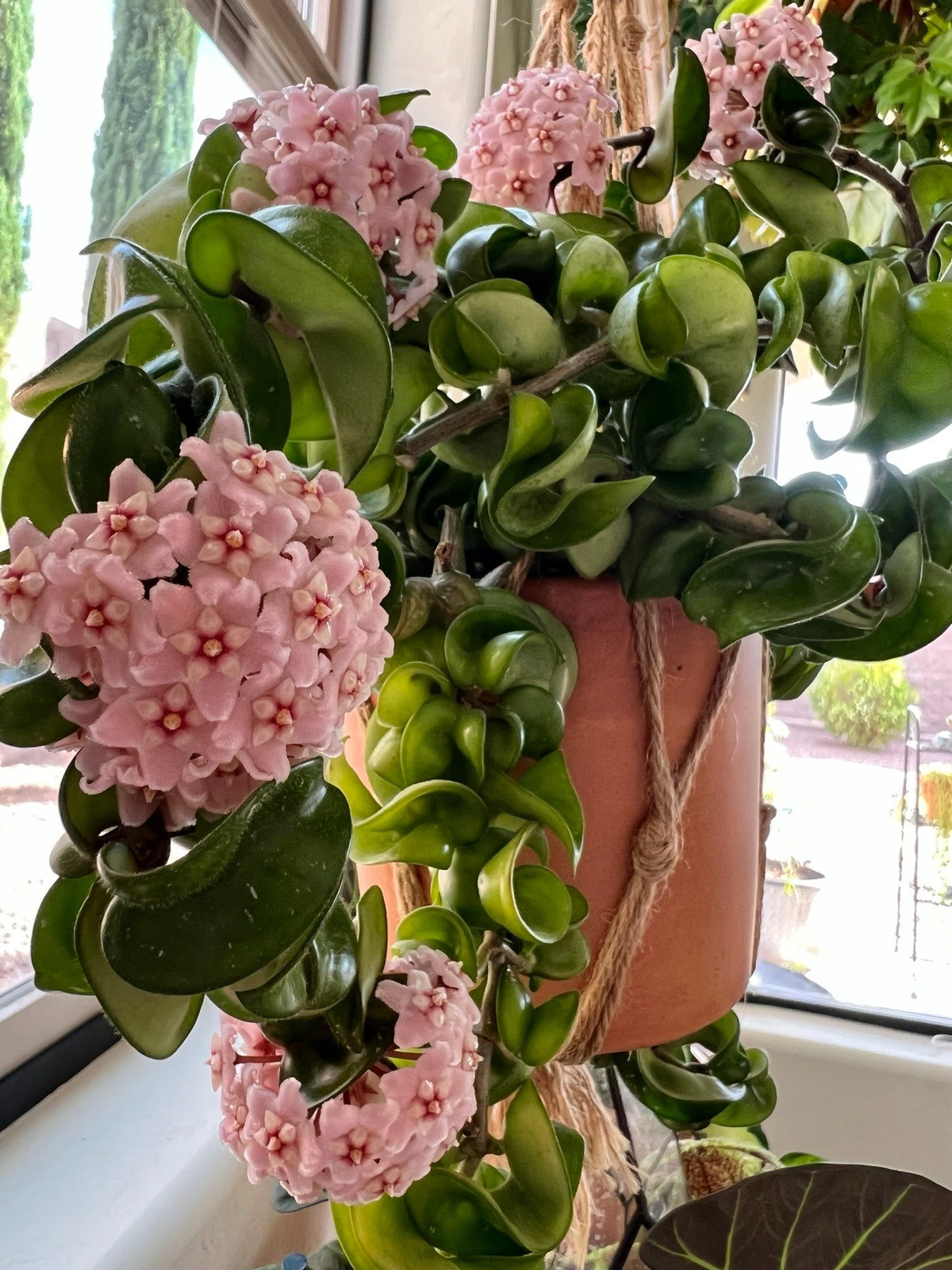 Cây cảnh phát triển nhanh vào mùa hè và nếu được cung cấp đủ nước và phân bón, cây có thể phát triển và nở hoa cùng một lúc. Nói chung, hãy tưới nước thật kỹ cho đất khi bạn thấy bề mặt đất chuyển sang màu trắng và khô. 