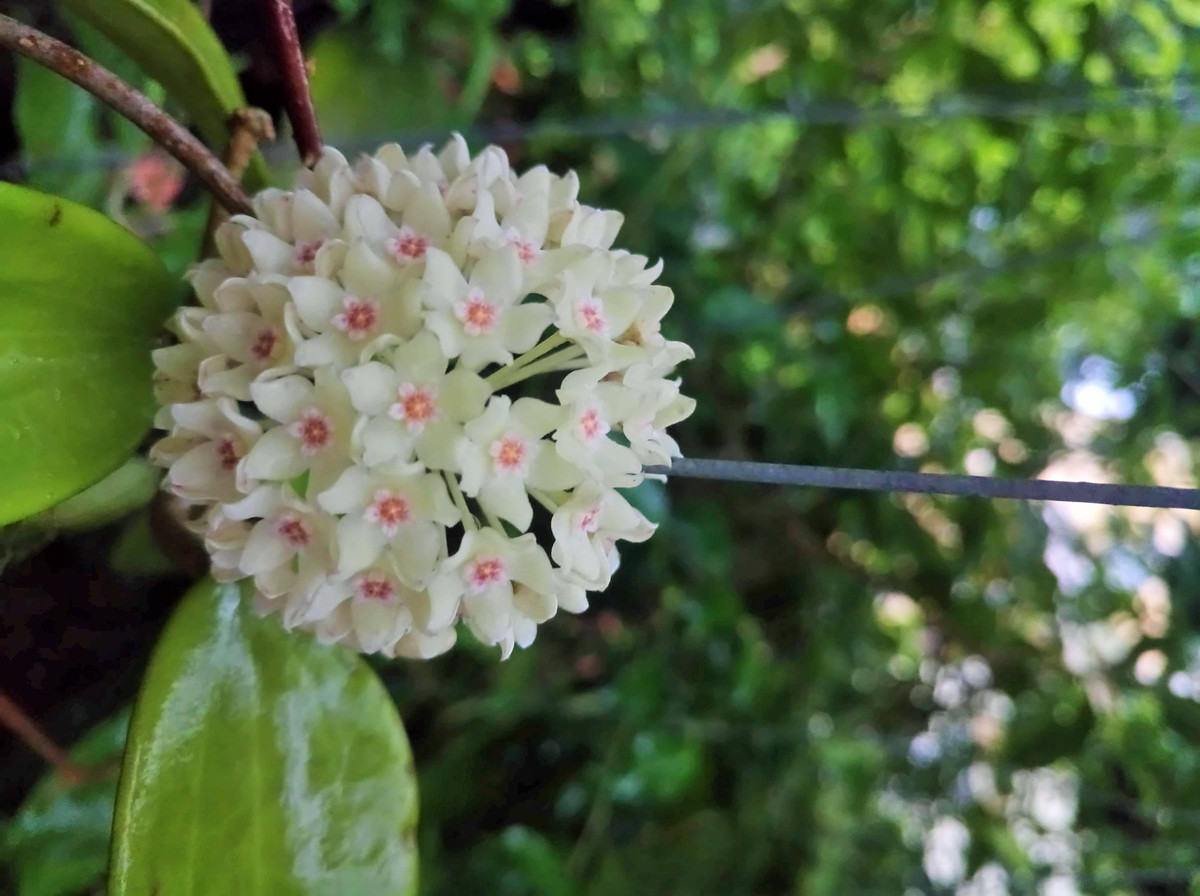  Nên bón phân hữu cơ cân đối gồm đạm, lân, kali cho cây cảnh từ nửa tháng đến 20 ngày một lần. Trước khi ra hoa, bón dung dịch kali dihydro photphat pha loãng 1000 lần một tuần cho đến khi cây cảnh ra hoa.