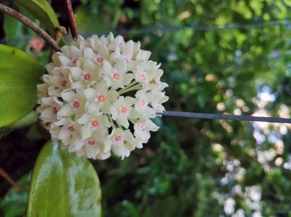  Nên bón phân hữu cơ cân đối gồm đạm, lân, kali cho cây cảnh từ nửa tháng đến 20 ngày một lần. Trước khi ra hoa, bón dung dịch kali dihydro photphat pha loãng 1000 lần một tuần cho đến khi cây cảnh ra hoa.