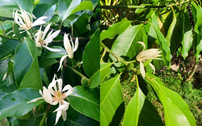 Cây cảnh này ưa môi trường phát triển ấm áp và ẩm ướt, có nhiều ánh nắng mặt trời, đất tơi xốp, màu mỡ và thoát nước tốt.