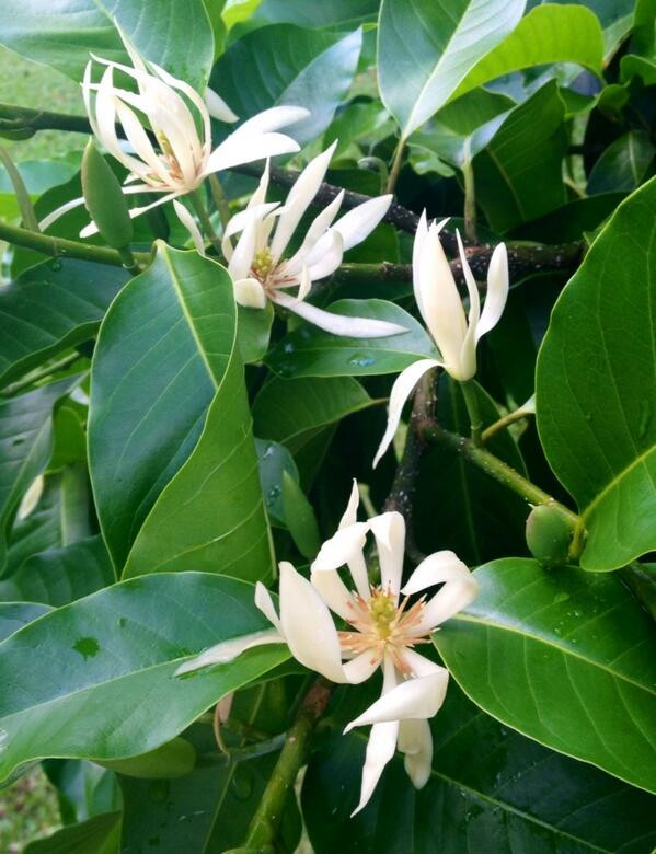 Cây này chủ yếu được trồng dưới đất nhưng cũng có thể trồng trong chậu. Tuy nhiên, cây trồng trong chậu cần được che nắng thích hợp vào mùa hè để tránh bị cháy nắng.