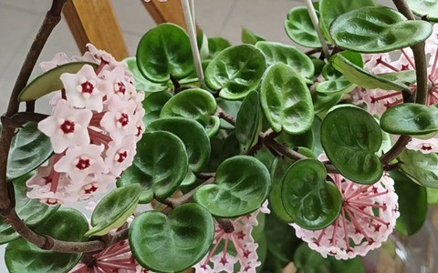 Cây cảnh này thích môi trường bán râm mát với nhiệt độ và độ ẩm cao. Cây có thể nở hoa ngay cả khi được đặt trước cửa sổ sáng sủa và thông gió tốt hoặc trên ban công hướng bắc. Cây cảnh sẽ phát triển mạnh mẽ và không dễ bị héo.