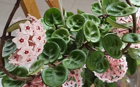 Cây cảnh này thích môi trường bán râm mát với nhiệt độ và độ ẩm cao. Cây có thể nở hoa ngay cả khi được đặt trước cửa sổ sáng sủa và thông gió tốt hoặc trên ban công hướng bắc. Cây cảnh sẽ phát triển mạnh mẽ và không dễ bị héo.