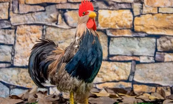  Với bản tính chăm chỉ, tỉ mỉ và quyết đoán, tuổi Dậu sẽ có một năm thuận lợi để làm giàu, đặc biệt trong các lĩnh vực đòi hỏi sự chính xác như tài chính, kế toán hoặc kinh doanh nhỏ lẻ. 