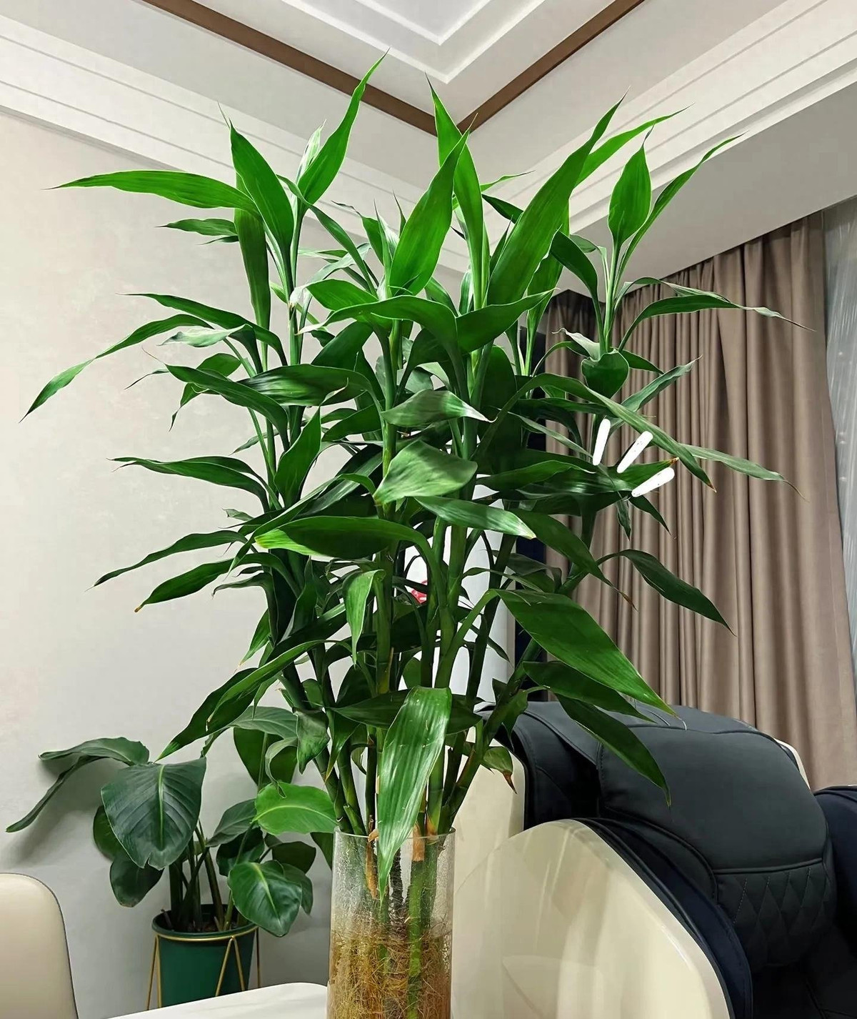 . Cây cảnh: Phát tài phát lộc: Nếu bạn nhìn kỹ, bạn sẽ thấy rằng cành và lá của cây cảnh phát tài phát lộc có xu hướng mọc hướng lên trên, với phần sau cao hơn phần trước.