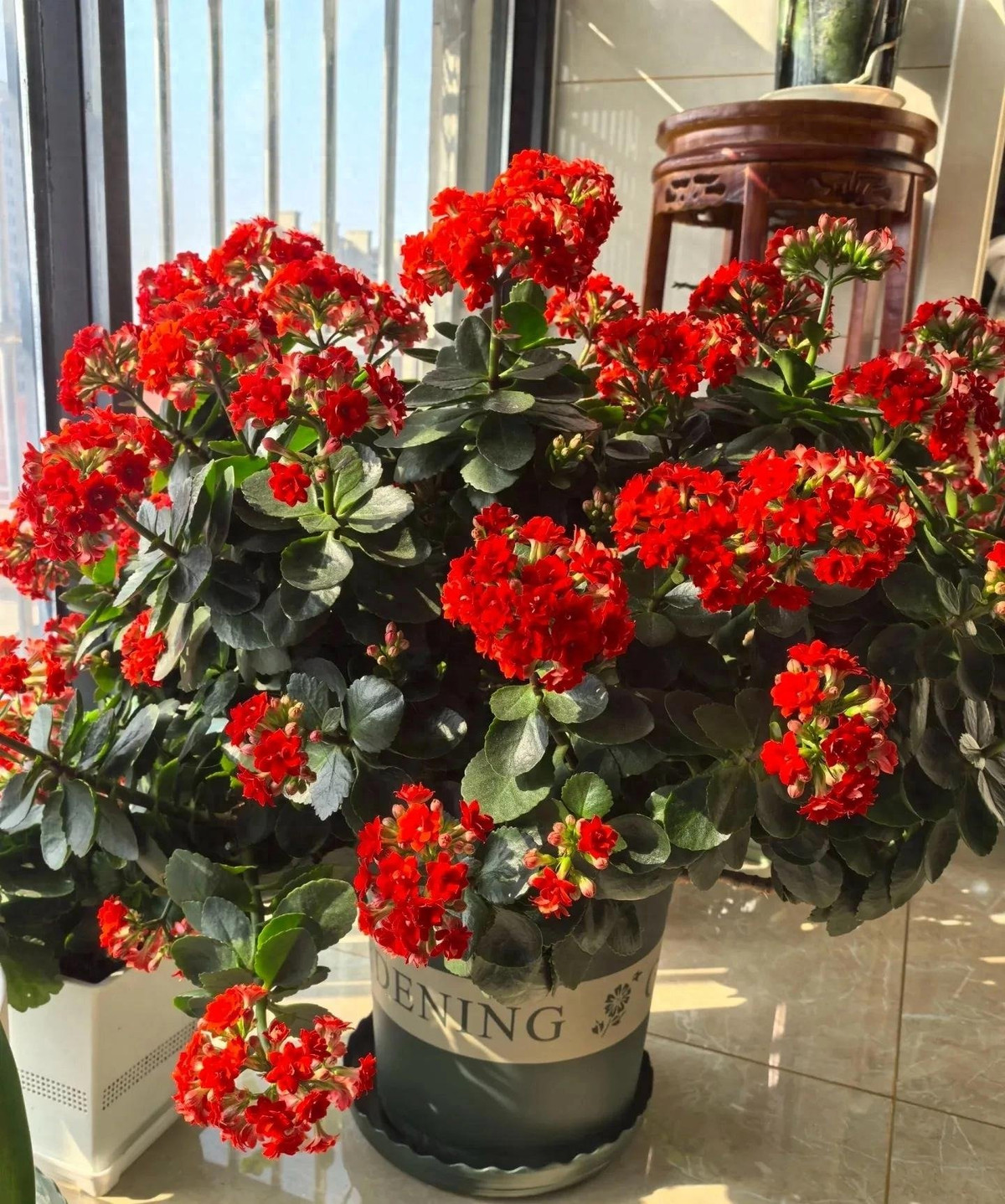 . Cây cảnh: Sống đời. Sống đời hay còn gọi là cây trường thọ, đúng như tên gọi của nó, là một loại cây trường thọ mang lại sức khỏe và may mắn cho gia đình.